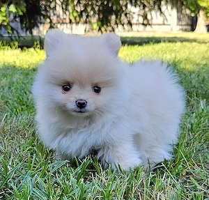 Pomerániai törpespitz kiskutyák - kép 3