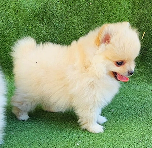 Pomerániai törpespitz kiskutyák - kép 7