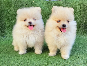 Pomerániai törpespitz kiskutyák - kép 2