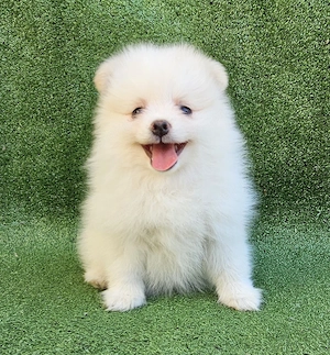 Pomerániai törpespitz kiskutyák - kép 4