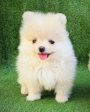 Pomerániai törpespitz kiskutyák - kép 6