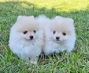 Pomerániai törpespitz kiskutyák - kép 8