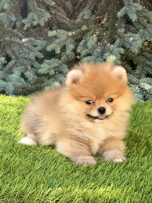 Extra mini pomerániai szuka kiskutya - kép 2