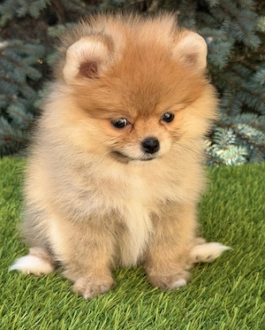 Extra mini pomerániai szuka kiskutya - kép 5