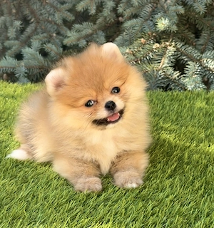 Extra mini pomerániai szuka kiskutya