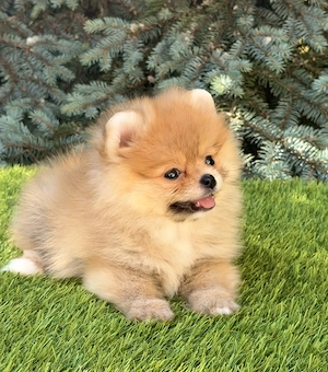 Extra mini pomerániai szuka kiskutya - kép 3