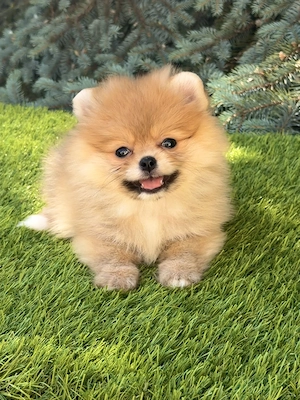 Extra mini pomerániai szuka kiskutya - kép 4