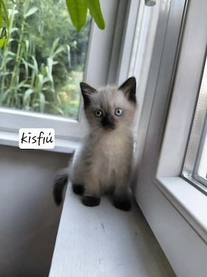 Brit rövidszőrű cicák - kép 2