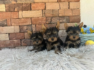 Yorki kisfiúk yorkshire terrier - kép 2