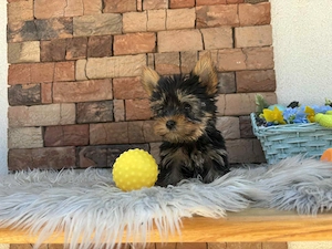 Yorki kisfiúk yorkshire terrier - kép 4