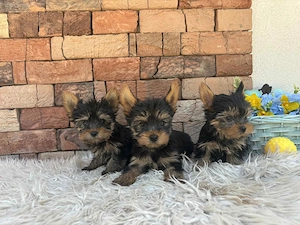 Yorki kisfiúk yorkshire terrier - kép 3