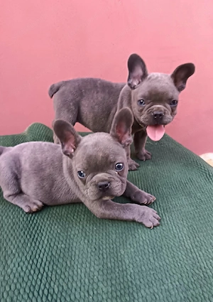 Francia bulldog, lány és fiú - kép 2
