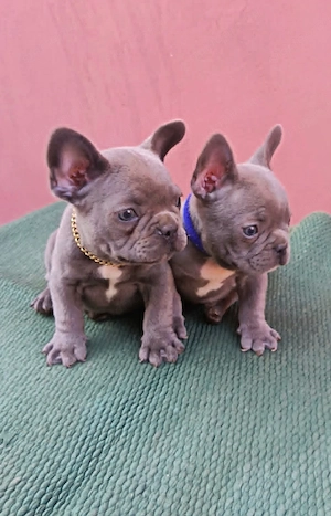 Francia bulldog, lány és fiú