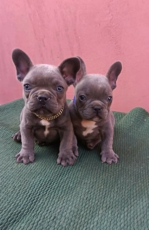Francia bulldog, lány és fiú - kép 3