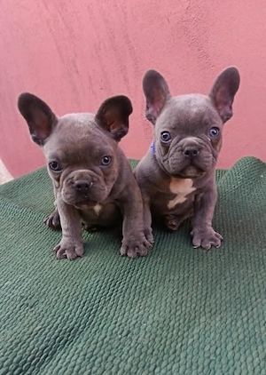 Francia bulldog, lány és fiú - kép 5