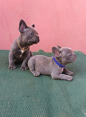 Francia bulldog, lány és fiú - kép 4