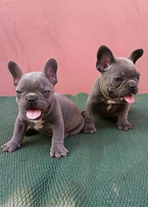 Francia bulldog, lány és fiú - kép 8