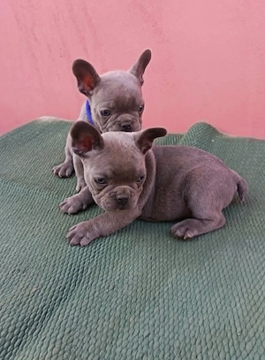 Francia bulldog, lány és fiú - kép 7