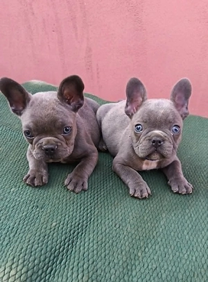 Francia bulldog, lány és fiú - kép 6