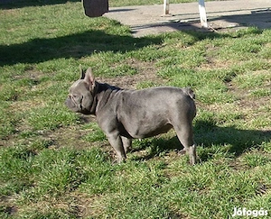 Francia bulldog, lány és fiú - kép 9