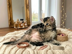 Eladó Selkirk Rex göndör szőrű cica baba - kép 5
