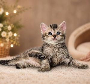 Eladó Selkirk Rex göndör szőrű cica baba - kép 6