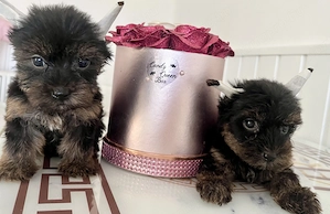 Yorkie kisfiúk eladók ! - kép 2
