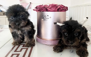 Yorkie kisfiúk eladók !