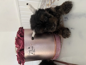 Yorkie kisfiúk eladók ! - kép 4