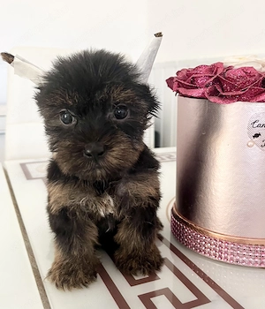 Yorkie kisfiúk eladók ! - kép 3