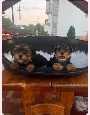 yorkshire terrier kuty k - kép 2