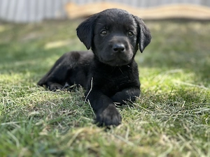 9 hetes labrador kislány