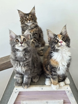 Maine coon kiscicák 