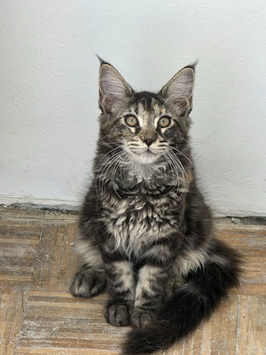 Maine coon kiscicák  - kép 3