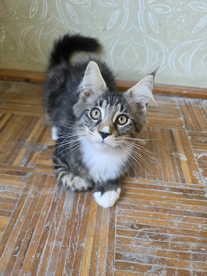 Maine coon kiscicák  - kép 2