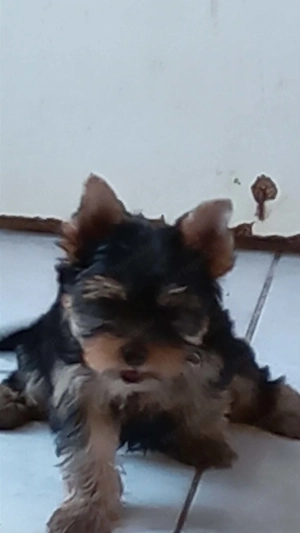 Yorkshire terrier jellegű fiú - kép 2