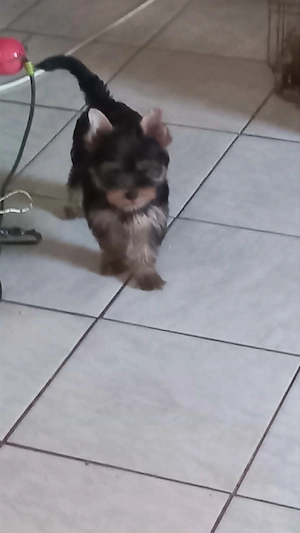 Yorkshire terrier jellegű fiú - kép 3