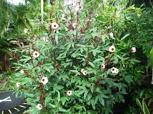 Tea hibiszkust palánta 