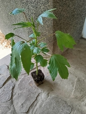 Tea hibiszkust palánta  - kép 4