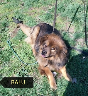 Balut gyepmesteri telepről mentettük,most szerető gazdit keresünk neki sürgősen
