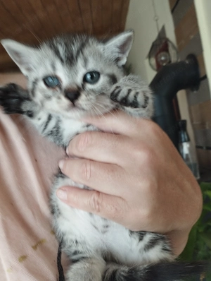 Brit whiskas cica - kép 3