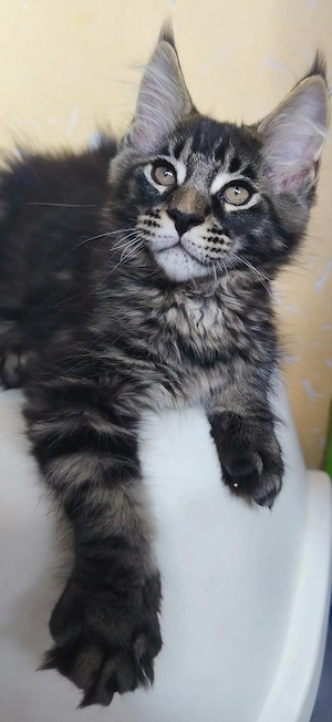 Maine Coon - kép 2