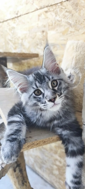 Maine Coon - kép 3