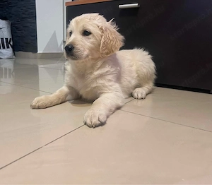 Golden Retriever kiskutya - kép 2