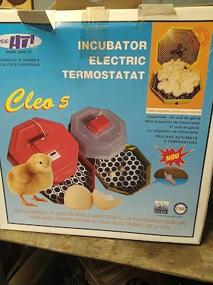 Keltető csirke  - kép 4