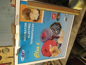 Keltető csirke  - kép 2