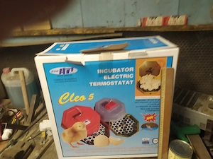 Keltető csirke  - kép 3