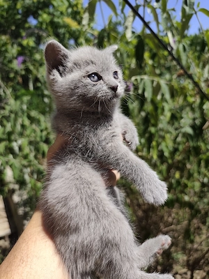 Brit k k kis fiú cica legjobb áron!