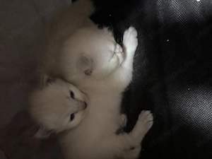 Ragdoll lány előjegyezhető - kép 2