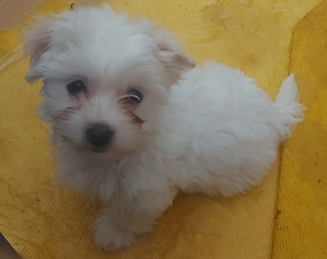 Bichon Havanese 9 hetes kisfiúk  - kép 2